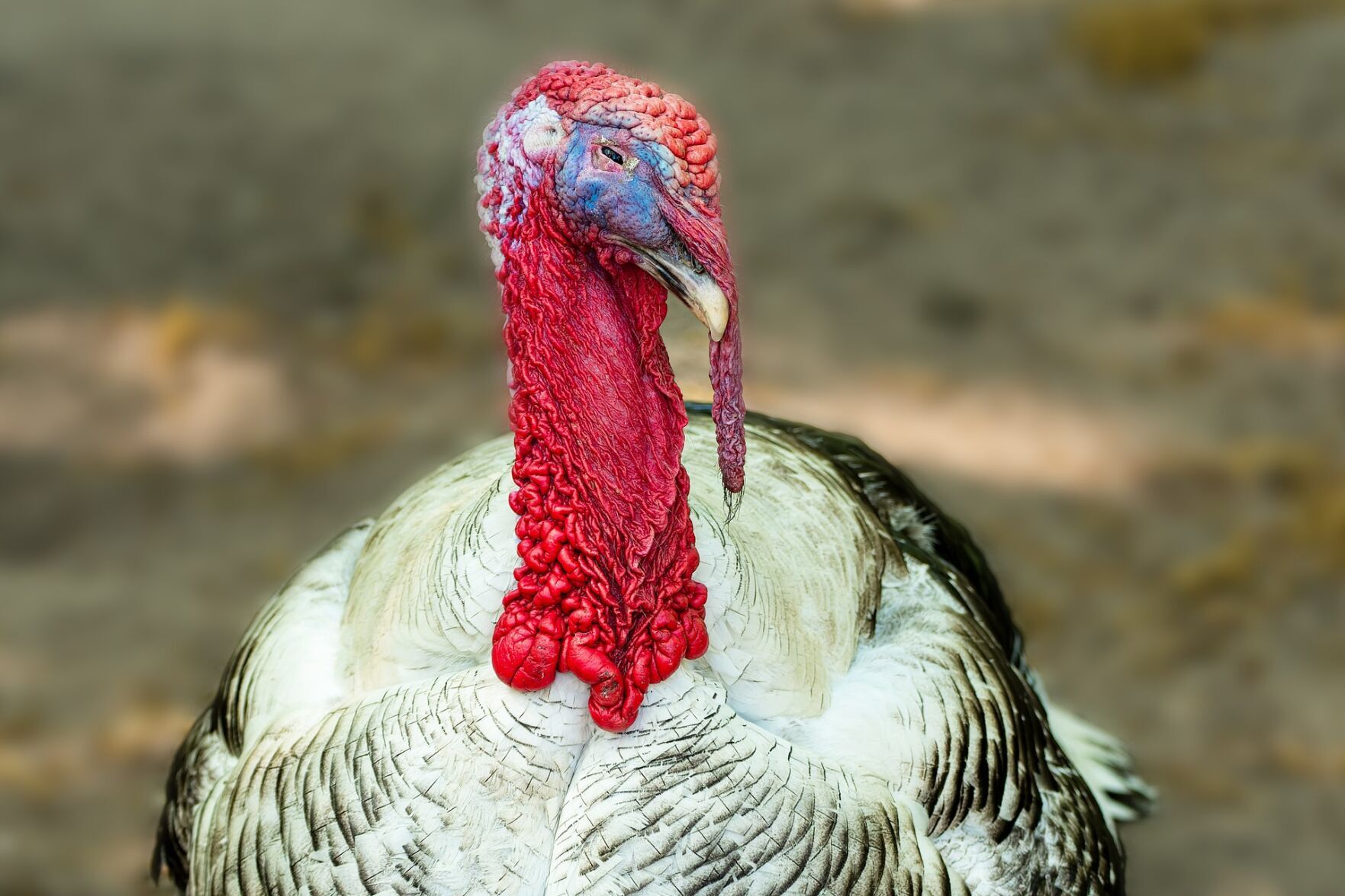 Turkey stock image